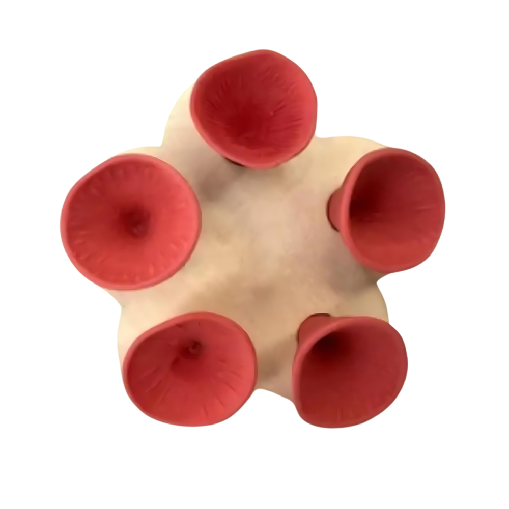 Coppa per api discreta, Attraente e Colorata -Rosso - Ozerty