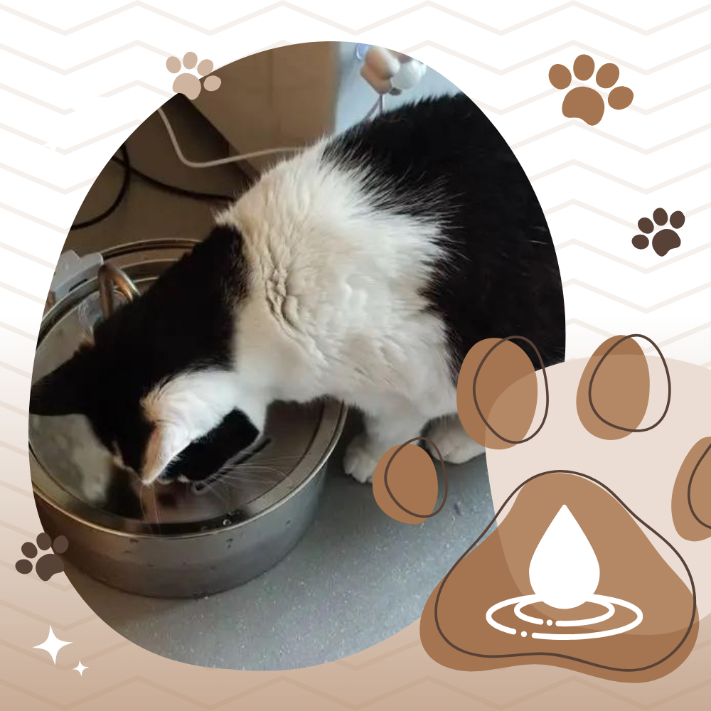 Fontana per gatti di grande capacità - Ozerty