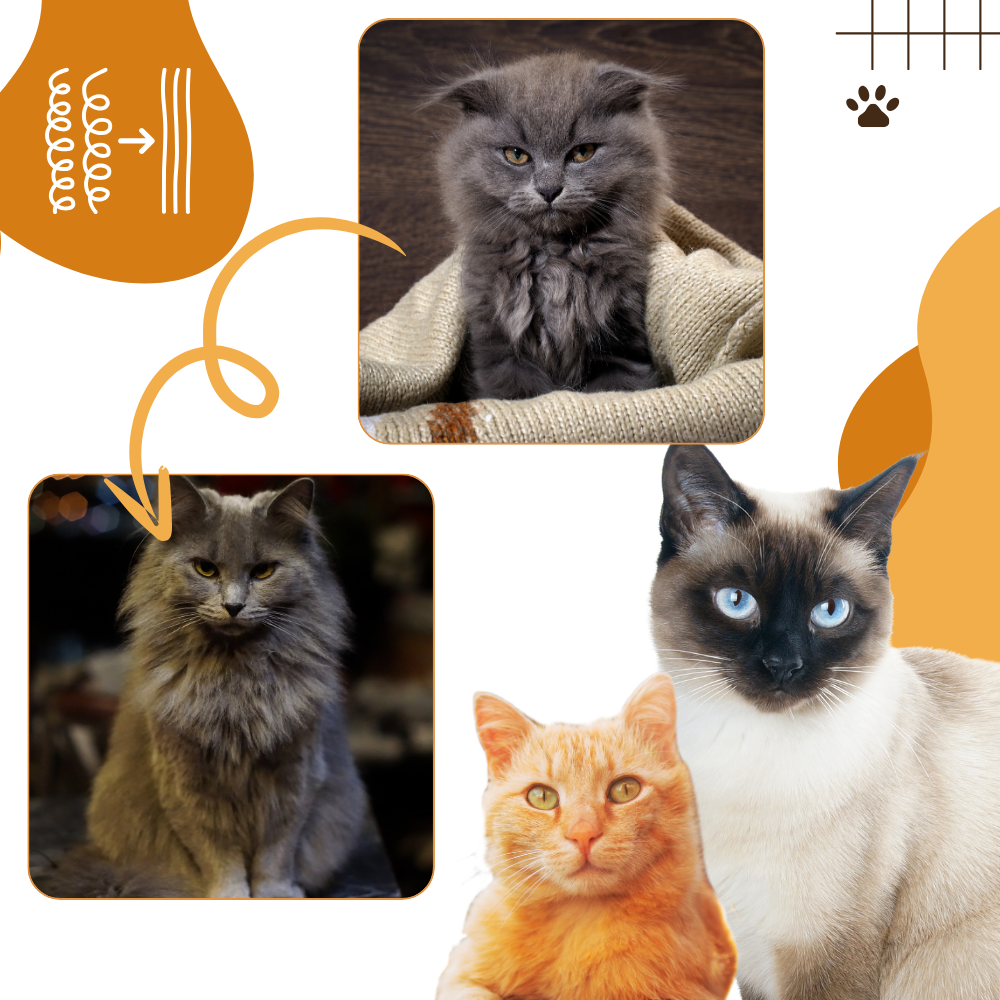 Spazzola multifunzione per gatti - Ozerty