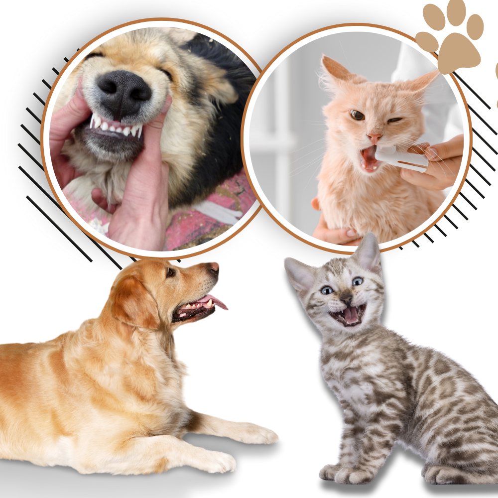 Gel Orale per Animali Domestici - Ozerty