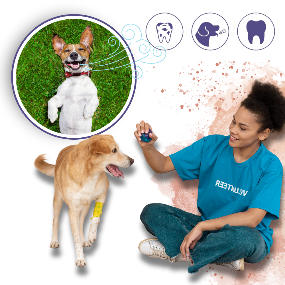 Gel Orale per Animali Domestici - Ozerty