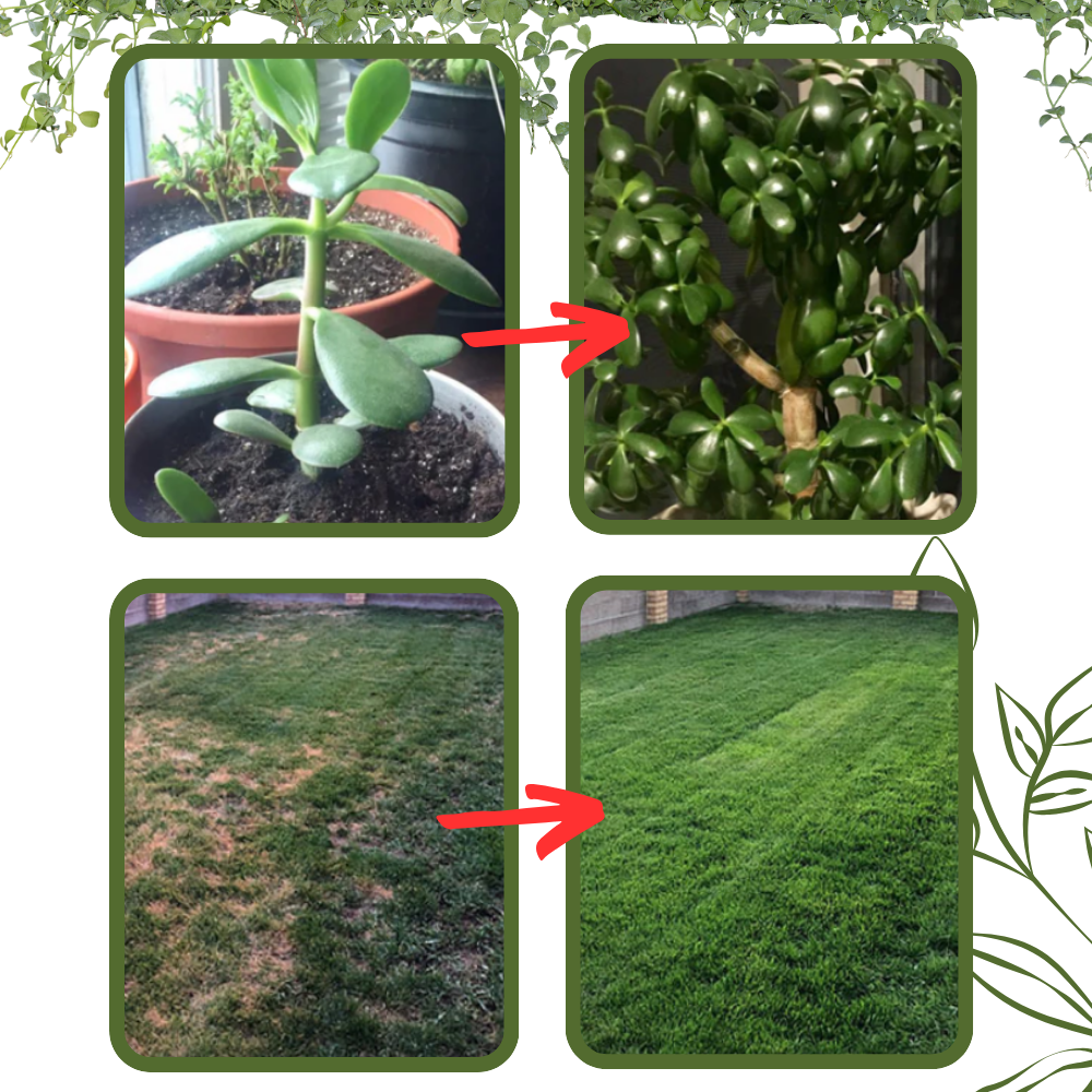 Attivatore del suolo con nutrienti organici - Ozerty