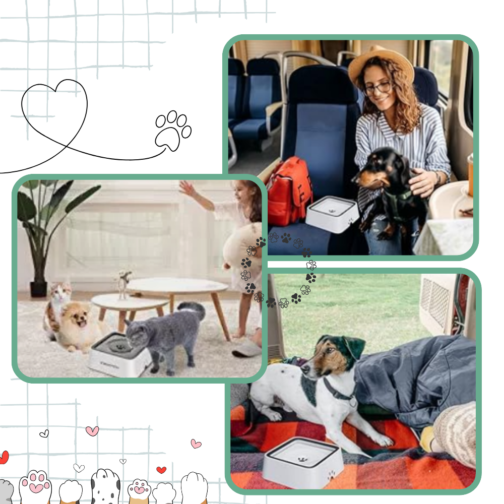 Fontanella per Cani Anti-Schizzo - Ozerty