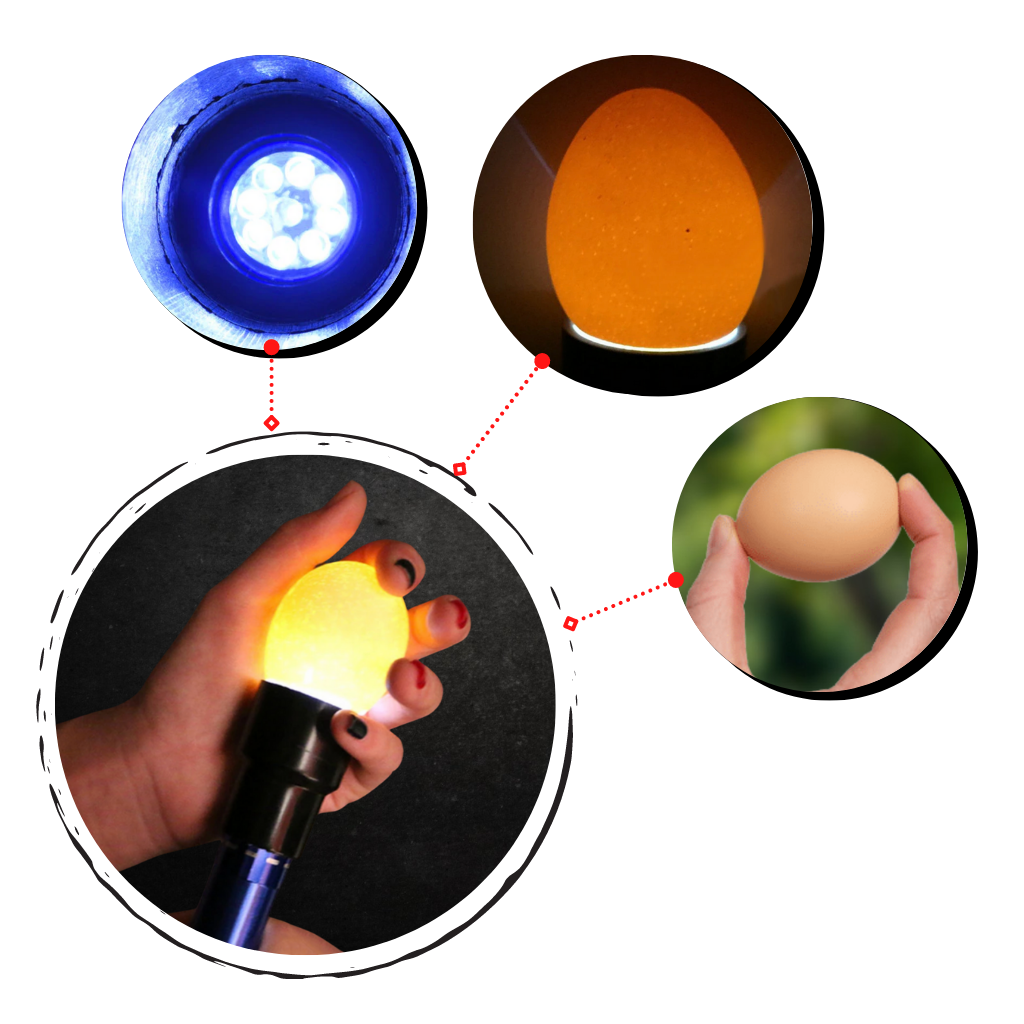 Torcia a candela per uova - Ozayti