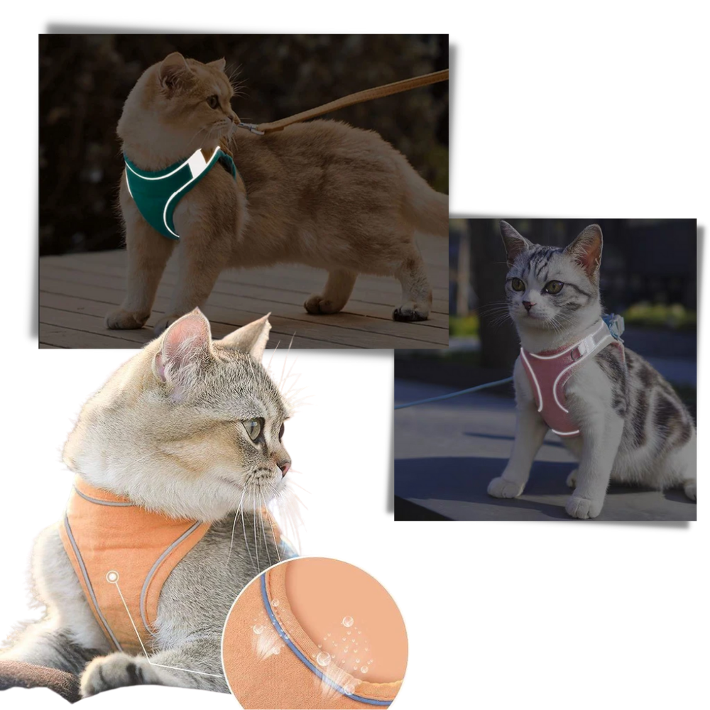 Set imbracatura e guinzaglio per animali - Ozerty