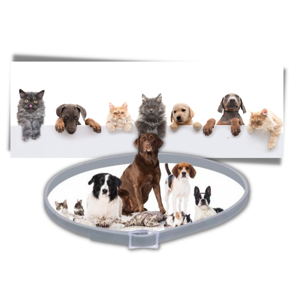 Collare antipulci per animali domestici