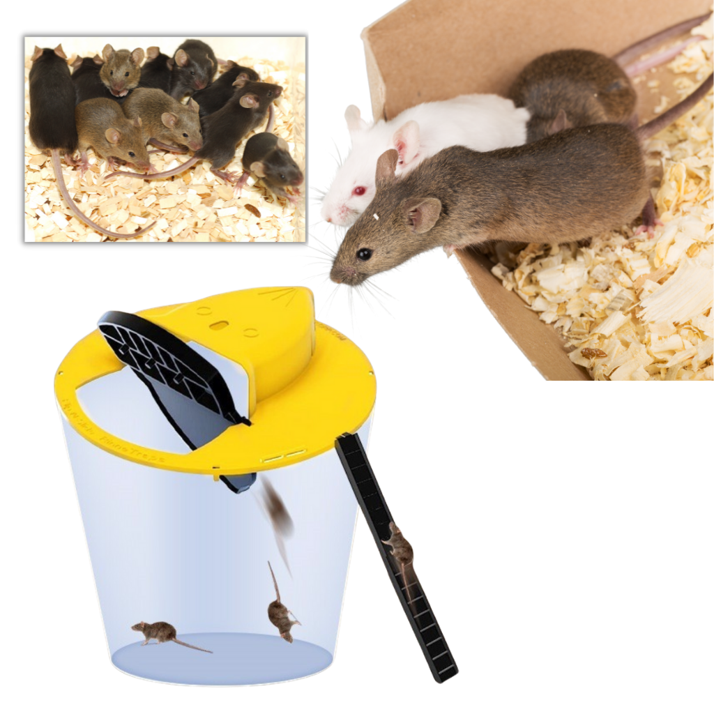 Bucket mouse and rat trap
