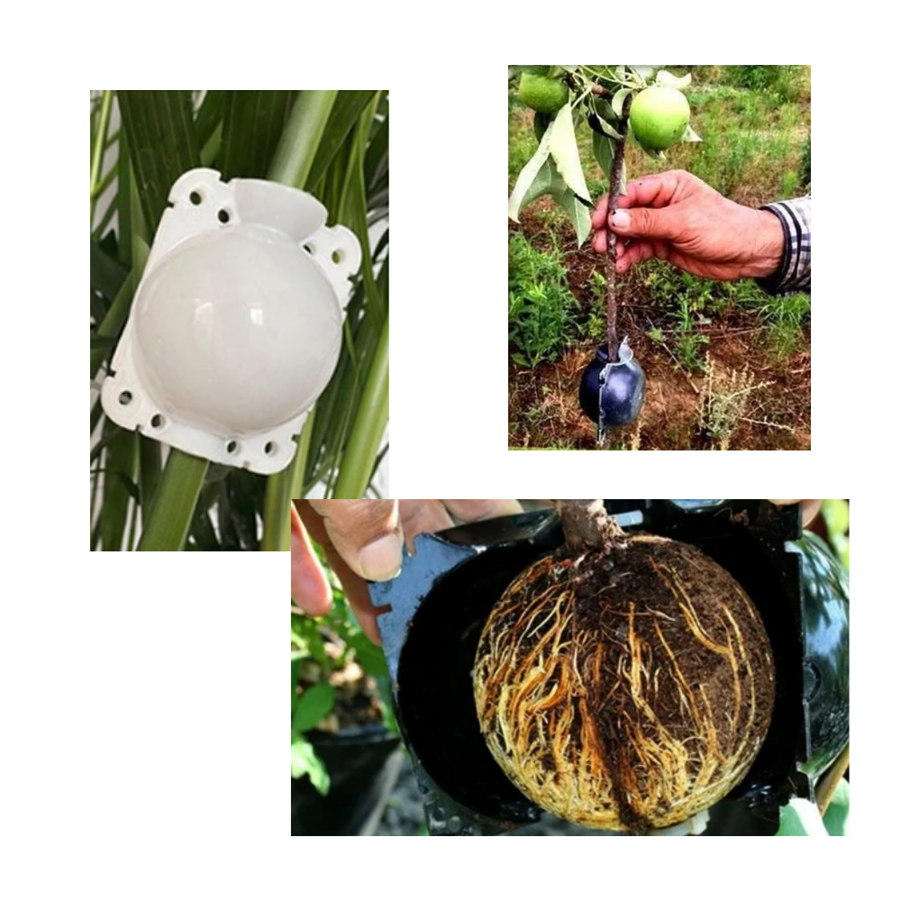 Confezione da 3 scatole per piante a stratificazione aerea - Ozerty