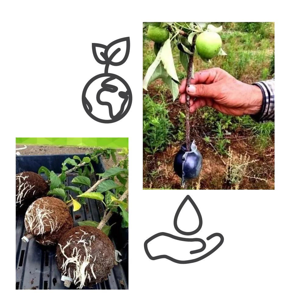 Confezione da 3 scatole per piante a stratificazione aerea - Ozerty