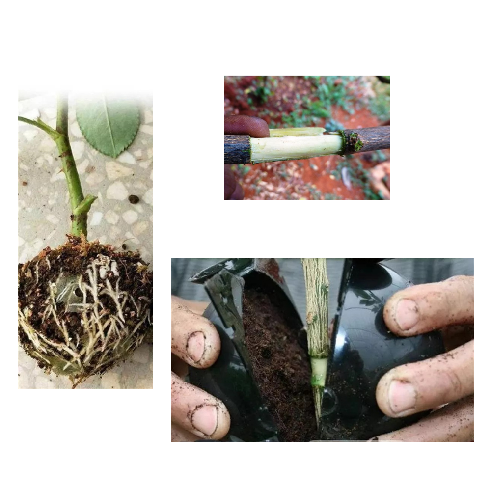 Confezione da 3 scatole per piante a stratificazione aerea - Ozerty