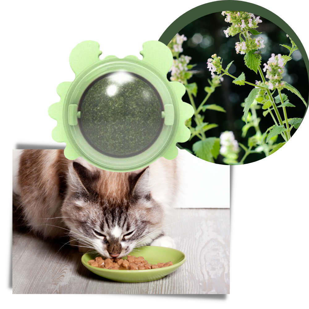 Giocattolo rotante a forma di palla di menta per gatti - Ozerty