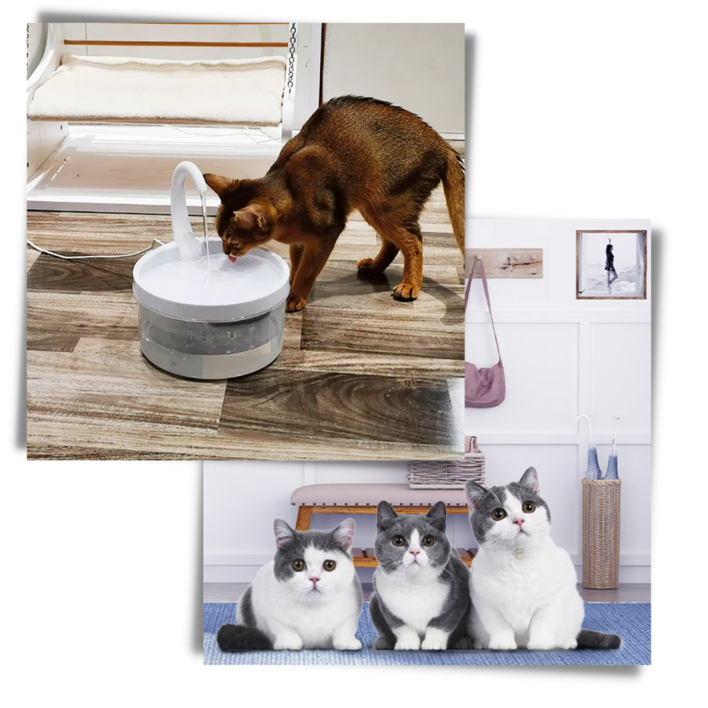 Fontana d'acqua automatica per gatto con luce LED - Ozerty
