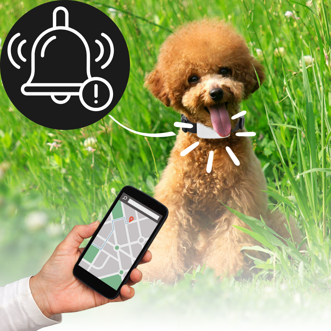 Collare di localizzazione GPS per animali domestici - Ozerty